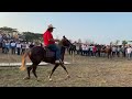 Paso peruano Cabalgata Balzar los palitos finca la chuculera Felipe Meza