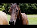 Bee Fork Farm | Reynolds County, Mo