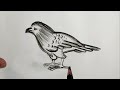 How to Draw Falcon | Falcon drawing step by step | Easy Falcon Drawing