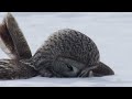 Snowy Owl