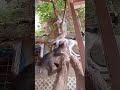 Kittens that always love to play in tree