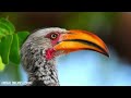 Ultimate Wild Animals 8K ULTRA HD With Relaxing Music (Color Dynamic)