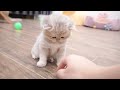 Adorable kitten can't resist play ful attack on ower's fingers.