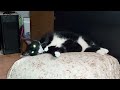 Watch my tuxedo cat gracefully  groom herself to perfection like a pro! Simply mesmerizing!😻