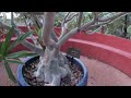 Desert Botanical Garden Tour