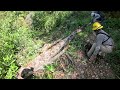 Cross Cut Saw Trail Work; Diaries from a greenhorn sawer. Tan Oak Tree #2
