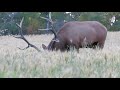 Giant Saskatchewan bull elk!