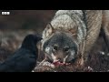 Bear vs Wolves: Battle for Food | Wild Scandinavia | BBC Earth