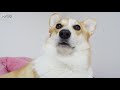 [Eng sub] How My Dog Wakes Me Up! Ari the Genius Corgi