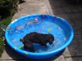 Cockapoo (Mollie) in her new pool