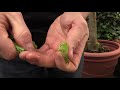 (Part 2 of 2) A Tour of Our Tropical Plant Greenhouse in late January. Meyer Lemon and other citrus