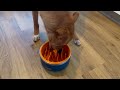 What's In Our DIY Raw Dog Food & Raw Feeding Video