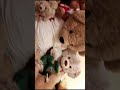 My cat crawling over my Teddy Bears she was 1 of a kind