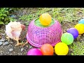 Catch Cute Chickens, Colorful Chickens, Rainbow Chicken,Rabbits,Cute Cats,Ducks,Animals Cute #74