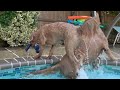 Dolly and Moose Go Swimming!