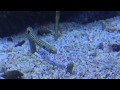 Sea Worm Trolling | Monterey Bay Aquarium