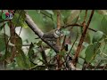 100 Sydney Birds - 10/10 Cuckoo Shrike to Finches (including black&white birds)