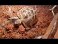 Tortoise Update: 6 Years In! (Boris is 9)