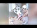 🐱 When a silly Cat becomes your best friend 🐕❤️ Best Funny Cats Videos 2024 😻😘