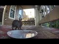 A Rabbit Drinking on the front porch