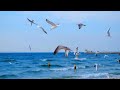 The Sound of Ocean Waves with Sea Gulls, Relaxing Sleep Sounds