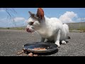 海辺で空腹で鳴く子猫と元母猫と野良猫にご飯をあげたら・・・  さくらねこと野良猫への給餌