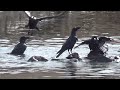 Large-billed Crow ( Corvus macrorhynchos ) Bathing in January 2024