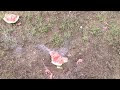 Tannerite and Salute Firework DESTROYING Watermelons!