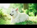 15 Reasons White Swiss Shepherd Dogs Are A One-Of-A-Kind Dog Breed