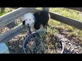 Fluffy Old English Sheepdog plays with rope