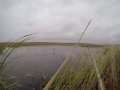 2015 NoDak mallard spot