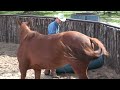 Ride Smart with Craig Cameron;  Colt Start with Ty Murray Pt 2