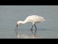 La SPATULE BLANCHE (Platalea leucorodia) / Eurasian spoonbill     #baiedesomme