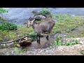 Endangered Species Nilgiri Tahr