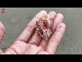 GET A LOT! Looking for hermit crab and conch, snail, clam, crab, turtle, octopus, duck, fish