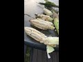 Giant Corn opening, Peruvian corn choklo corn harvest