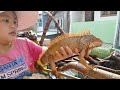 Iguana makan menu RUJAK