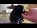 Sweet Chinchilla's Best Day Ever