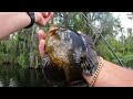 Catching Big Warmouth, Shellcracker, Bream, And Catfish 6/19/2024.