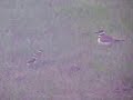 Killdeer parent & babies