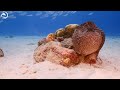 The Amazing Ocean Life 🐋- Coral Reefs and Colorful Sea Life - Relaxing Music
