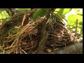 Chim mẹ quyết liệt bảo vệ chim con (mama bird aggressively defends her baby)