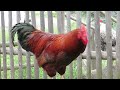 Harris the Rooster crows at the Cole Harbour Rural Heritage Farm Museum