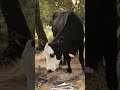 Black Eyed Texas Cow With Drooling Problem