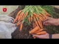 The best way to grow carrots - try it for quality and large fruits!!