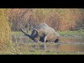 Walowing buffalo kaziranga