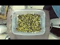 Counting & Sorting Pistol Brass for Reloading 9mm