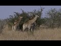 In the Heart of the Savanna: The Captivating Life of a Giraffe - Documentary - AMP