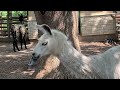 Llama at Grant’s farm Saint Louis Missouri