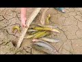 viral video Crazy Fishing.. Catfish.. use snake.. watch this viral video.. 2 year ago.